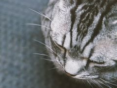 -喵屿·大理花园猫咖