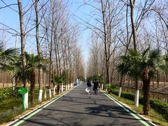 -合肥滨湖国家森林公园