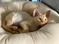 -十年猫舍·猫咪专门店(普陀店)