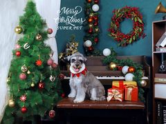 -超宠爱宠物摄影-Super pet