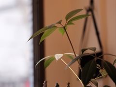 -Onirii Coffee(长乐路店)