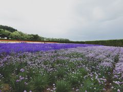 -富田农场