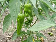 -大宁国际幼儿园(永和东路)