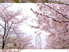 -顾村公园