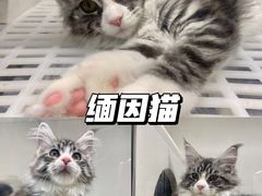 -lincat·猫舍(广州店)