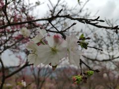 -天适樱花悠乐园