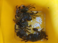 -阳澄湖大闸蟹·琼灵阁牌品牌连锁(吴中总店)