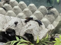 -上海昆虫博物馆