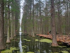 -渌洋湖湿地公园