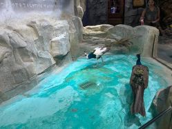 -Zoolung Zoolung动物主题公园(海信广场店)