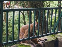 -黔灵山公园