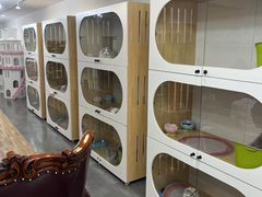 -青奢宠物·青奢猫舍