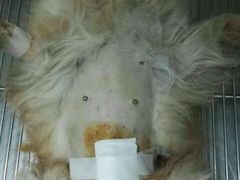 -纳吉亚猫专科动物医院博雅分院