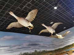 -北京麋鹿生态实验中心