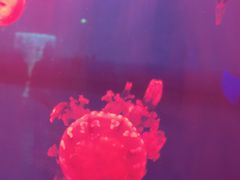 -福州罗源湾海洋世界旅游区
