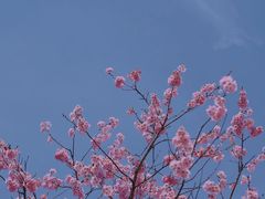 -杭州植物园