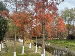-长田漾湿地公园