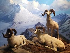 -美国自然历史博物馆