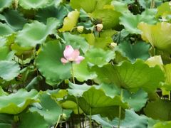 -西湖外事游船(湖滨二公园外事游船码头)