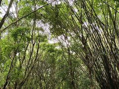 -滴水岩森林公园