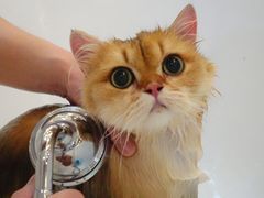-momokira米努特·德文卷毛猫·棉花面纱犬