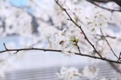 -米兰新娘婚纱摄影