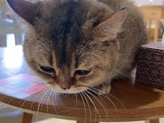 -藏猫猫咖啡主题馆(中央大道店)