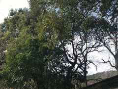 -上海佘山国家森林公园天马山园