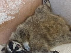-浣熊柯尔鸭土拨鼠·电玩咖