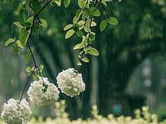 -天适樱花悠乐园