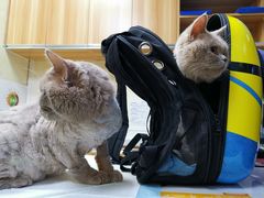 -康乐宝动物医院