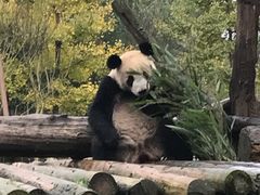-都江堰中华大熊猫苑