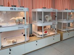 -翊宠yipet猫狗购宠庄园犬舍•猫舍