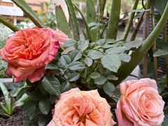 -缘生态云南菜·野生菌庭院餐厅(华侨城店)