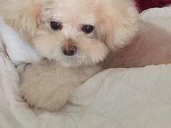 -多卡布奇宠物生活馆(上林世家店)