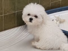 -帕帕拉兹宠物(亚洲旗舰店)