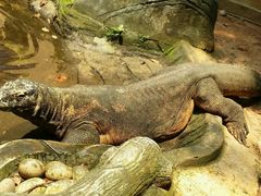 android_upload_pic-印尼缩影公园