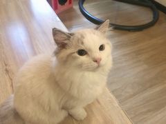 -滚猫咖啡·猫咖·猫友好撸猫(未来城店)