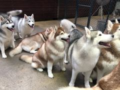 -TrueLove @ Neverland (Husky Cafe)