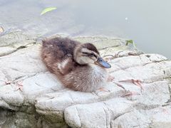 -洛阳市隋唐城遗址植物园