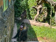 -中国大熊猫保护研究中心雅安碧峰峡基地