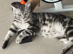 -宠福鑫康馨动物医院·骨科·眼科