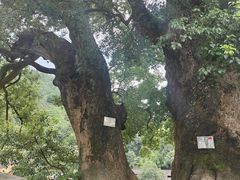 -杨家堂村