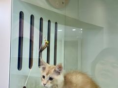 -青奢宠物·青奢猫舍