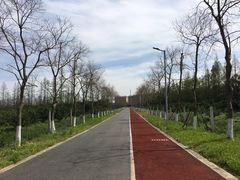 -上海长兴岛郊野公园