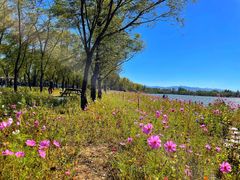 -野鸭湖国家湿地公园
