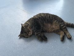 -伟伟宠物医院·瑞派猫友好医院·猫科(光谷店)
