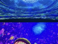 -海合安天津极地海洋公园