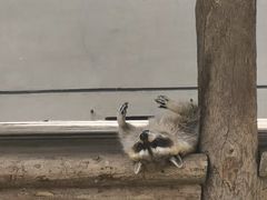 -石家庄市动物园