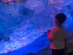 -芜湖新华联大白鲸海洋公园